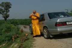 Swami Prakashananda Saraswati with Monkeys